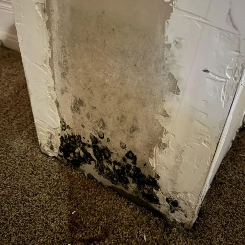 Professional Mold Removal in Long Creek, IL